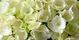 boerenhortensia