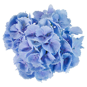 17_Lollypop-blauw