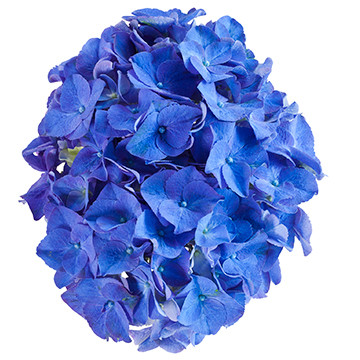 20_Rodeo_blauw