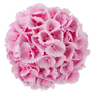 4_Lollypop_roze