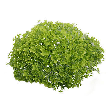 arborescens Annabelle 360x360px