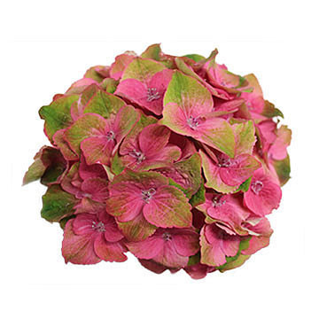 macrophylla Imola 360x360px