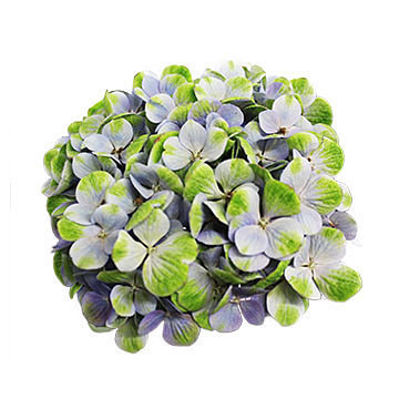 macrophylla Magical Amethyst 360x360px