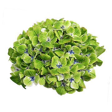 macrophylla Magical Noblesse 360x360px