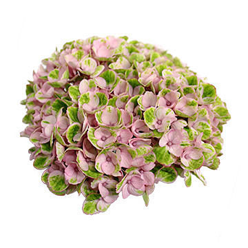macrophylla Magical Revolution 360x360px