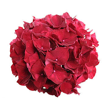 macrophylla Magical Ruby Red 360x360px