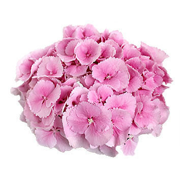macrophylla Mammoet 360x360px