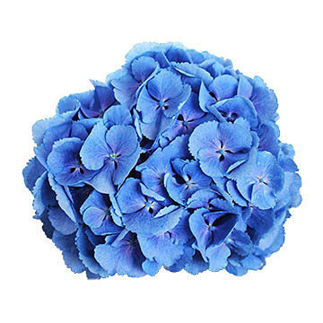 macrophylla Margarita (blauw) 360x360px