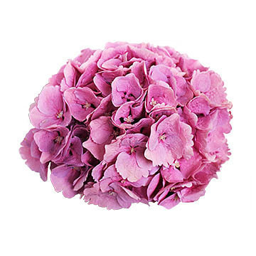macrophylla Margarita (roze) 360x360px