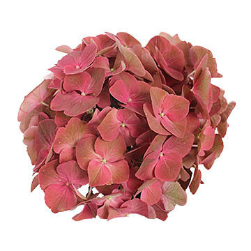 macrophylla Terra Cotta 360x360px