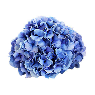 macrophylla Vendetta (blauw) 360x360px
