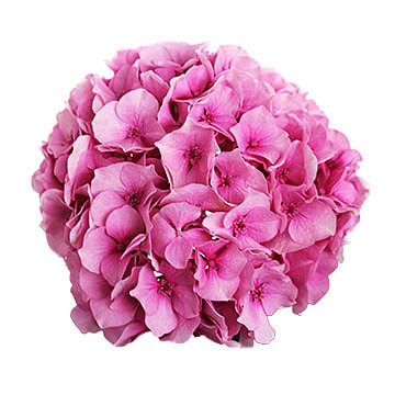 macrophylla Vendetta (roze) 360x360px