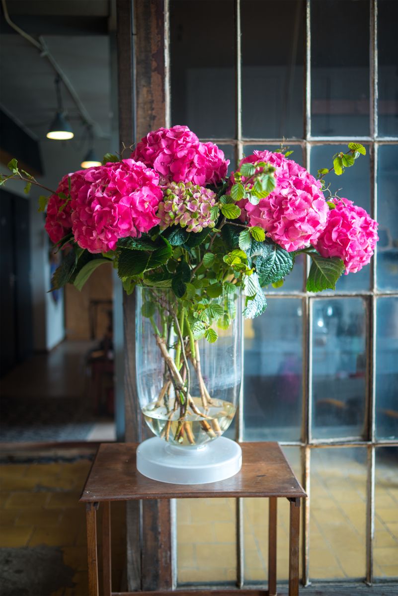 Hydrangeas at home